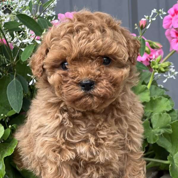 Cleo, Cavapoo Puppy